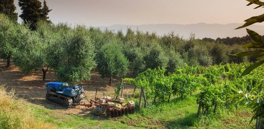 Azienda Agricola Casalino