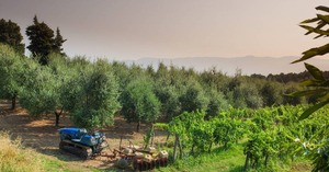 AZIENDA AGRICOLA CASALINO